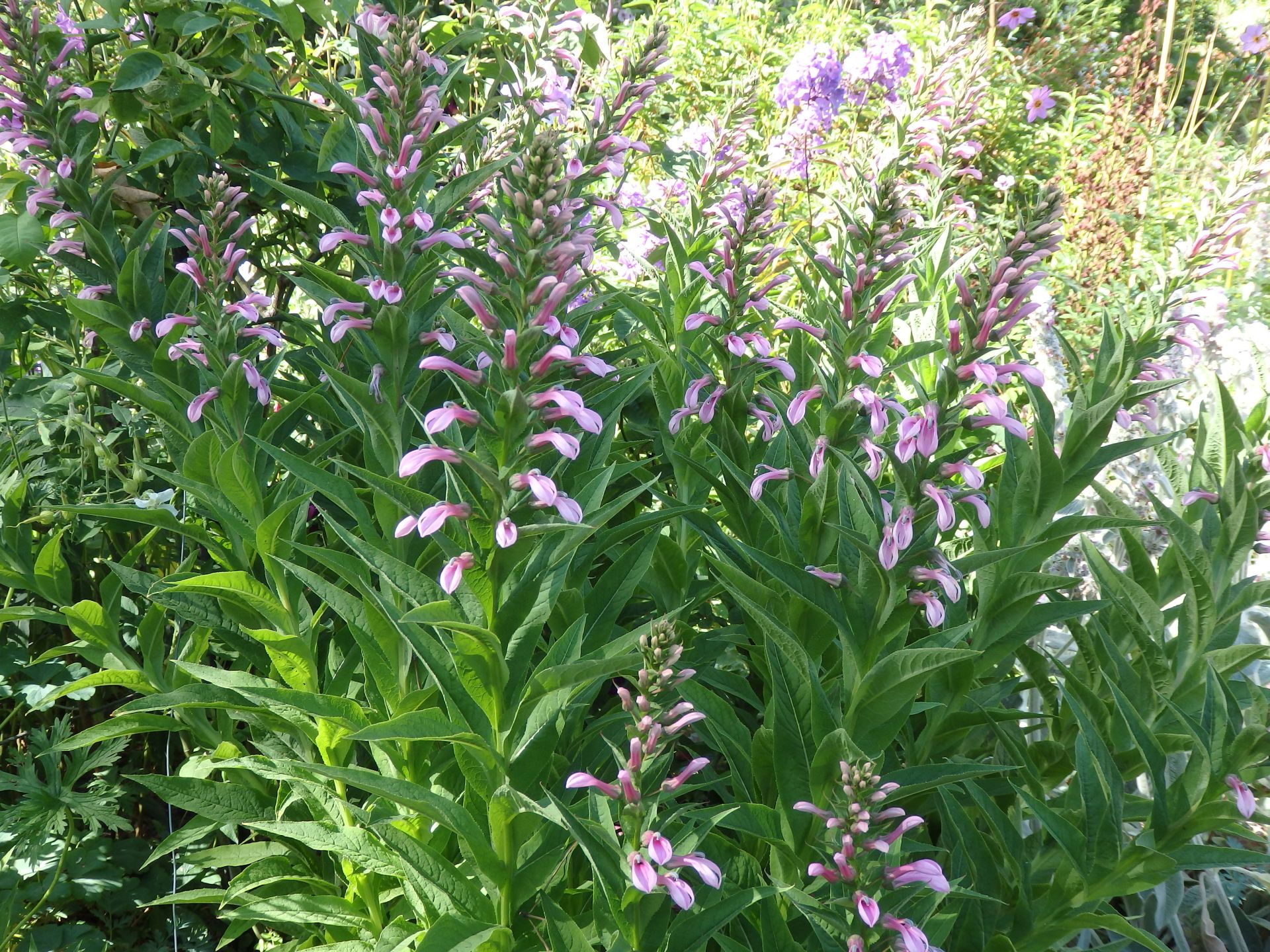 Lobelia bridgesii
