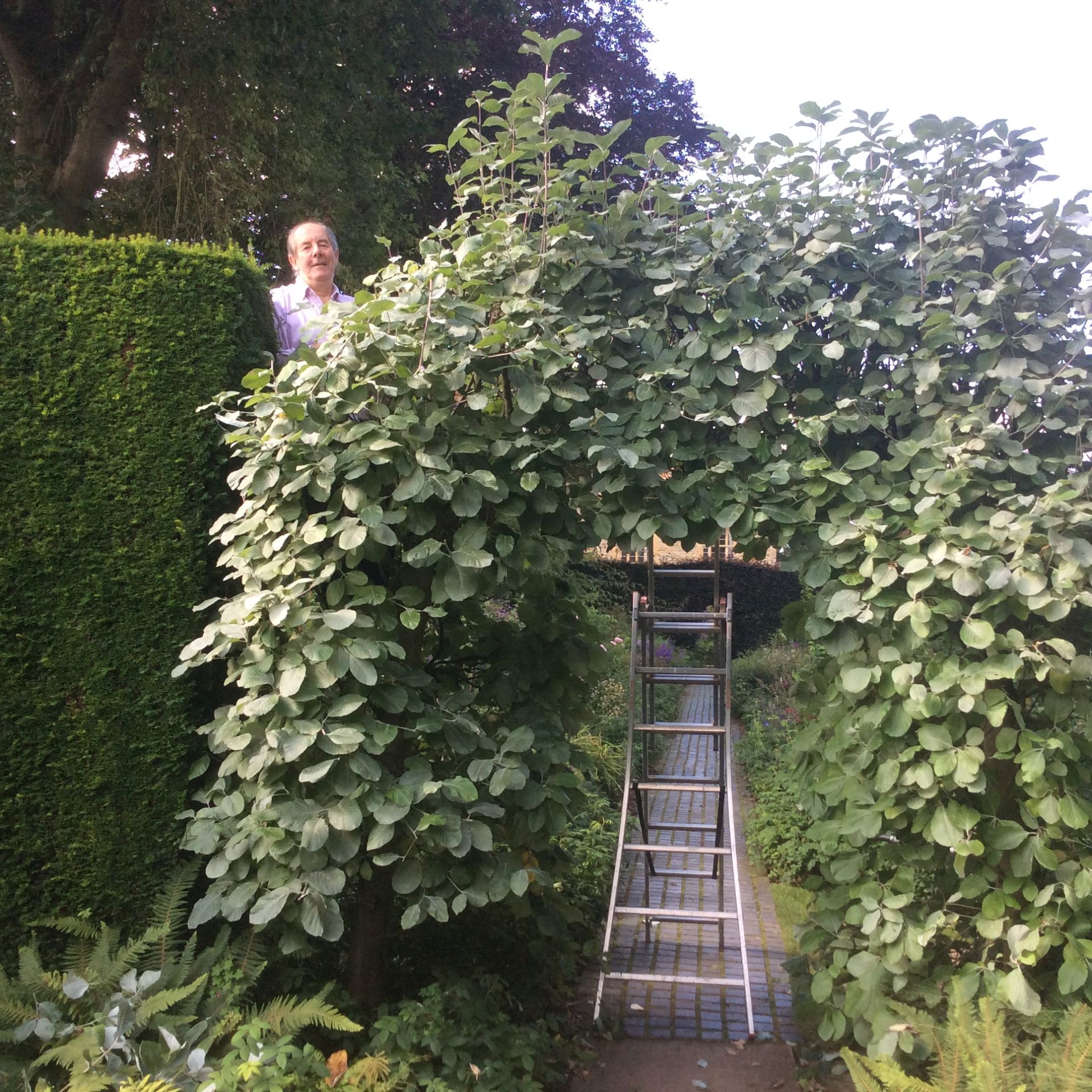 Work on the Sorbus arch