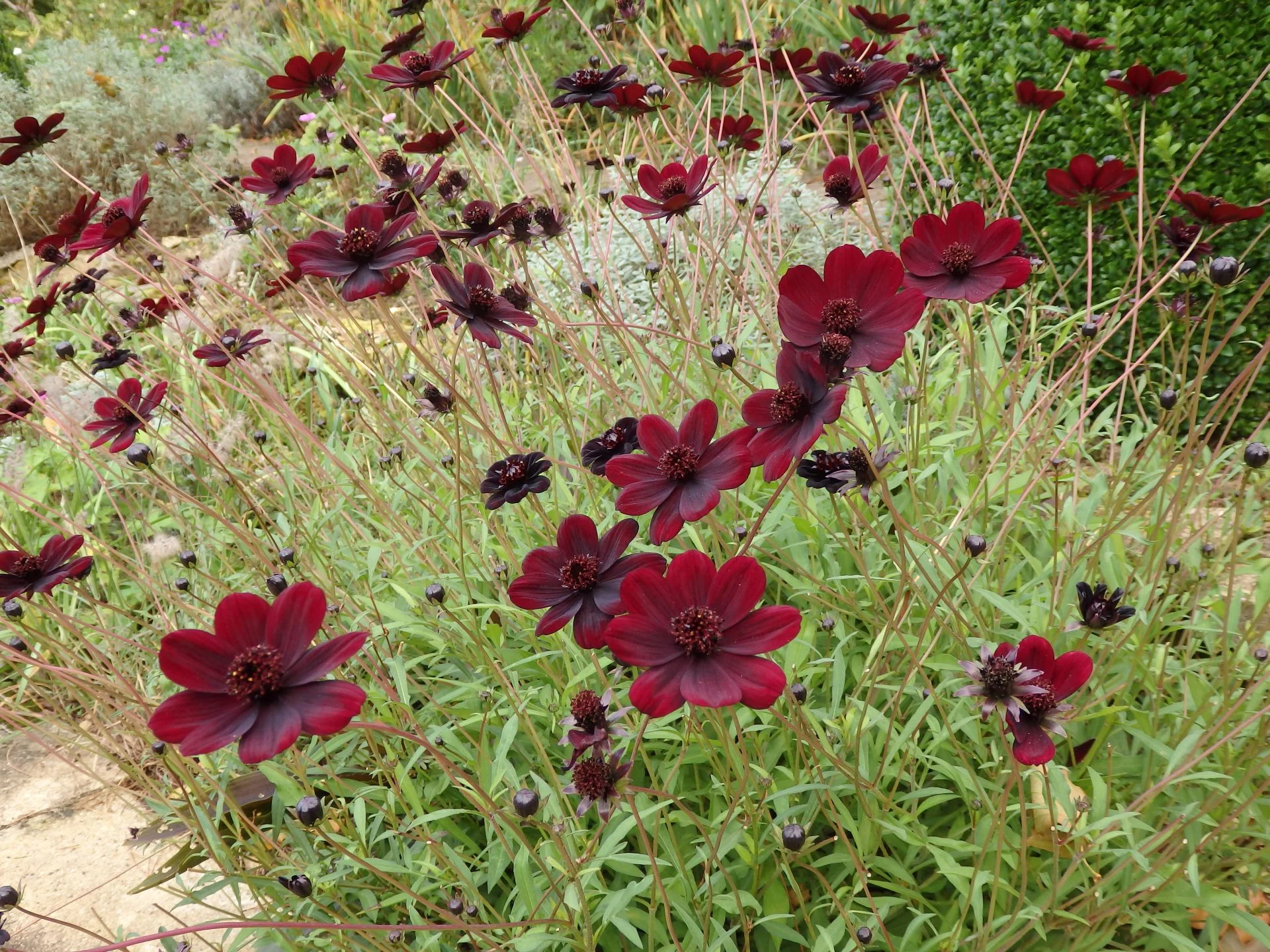 Chocolate cosmos