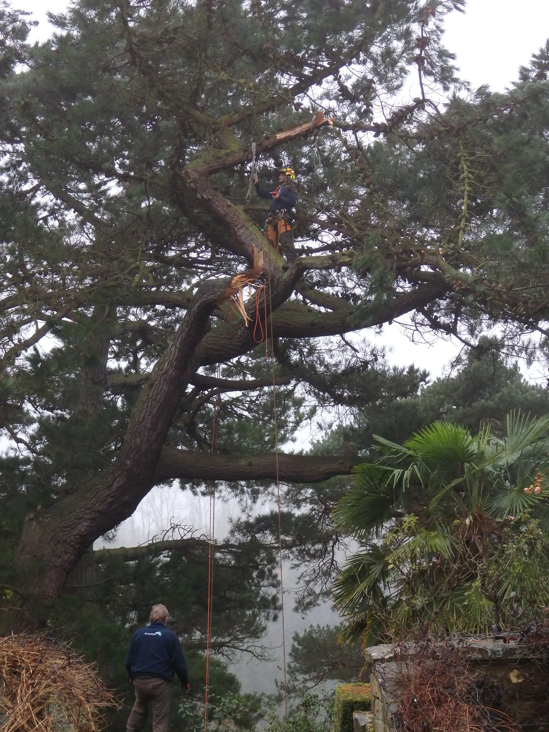 tree surgeons.jpg
