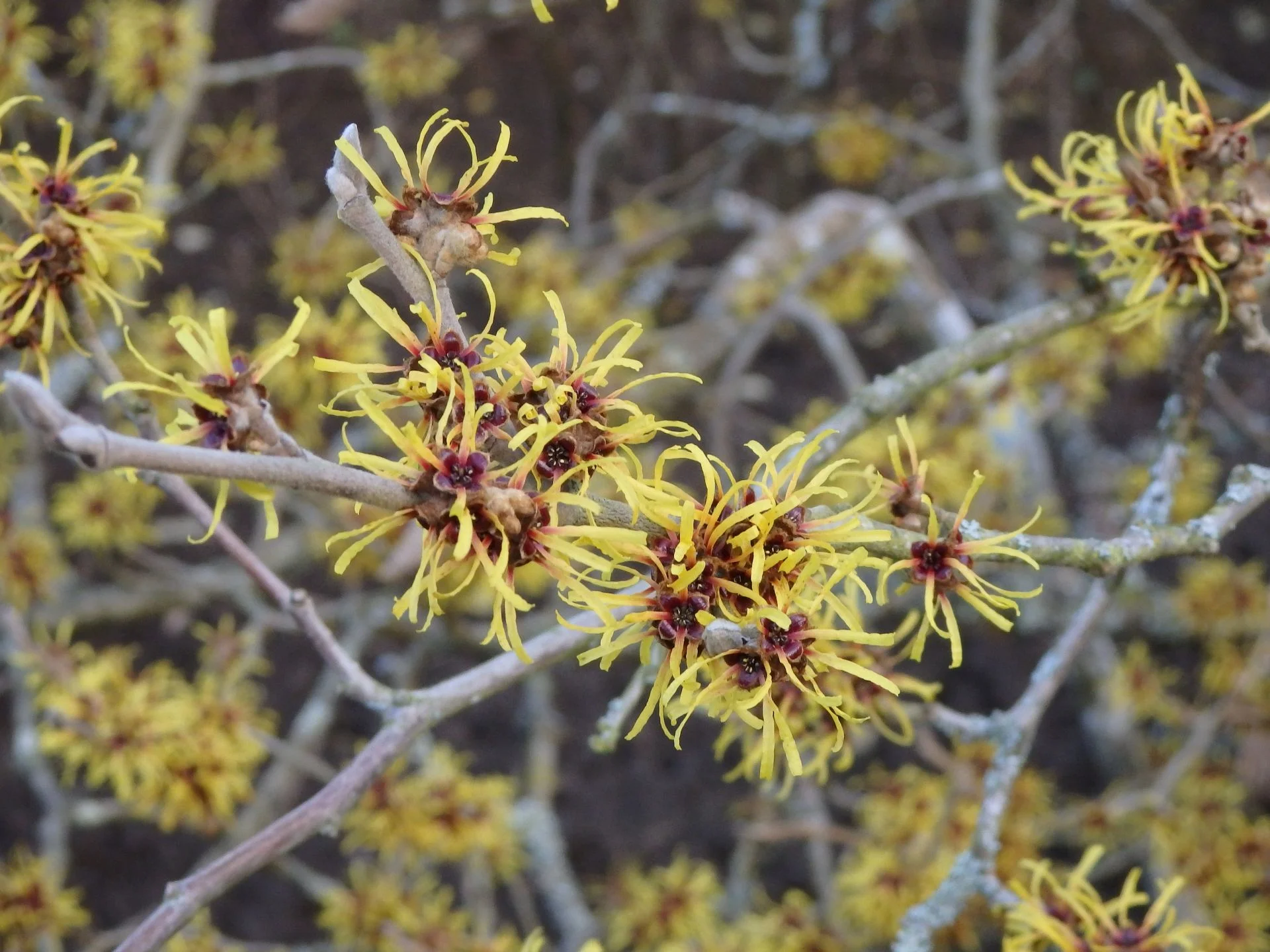hamamelis.jpg