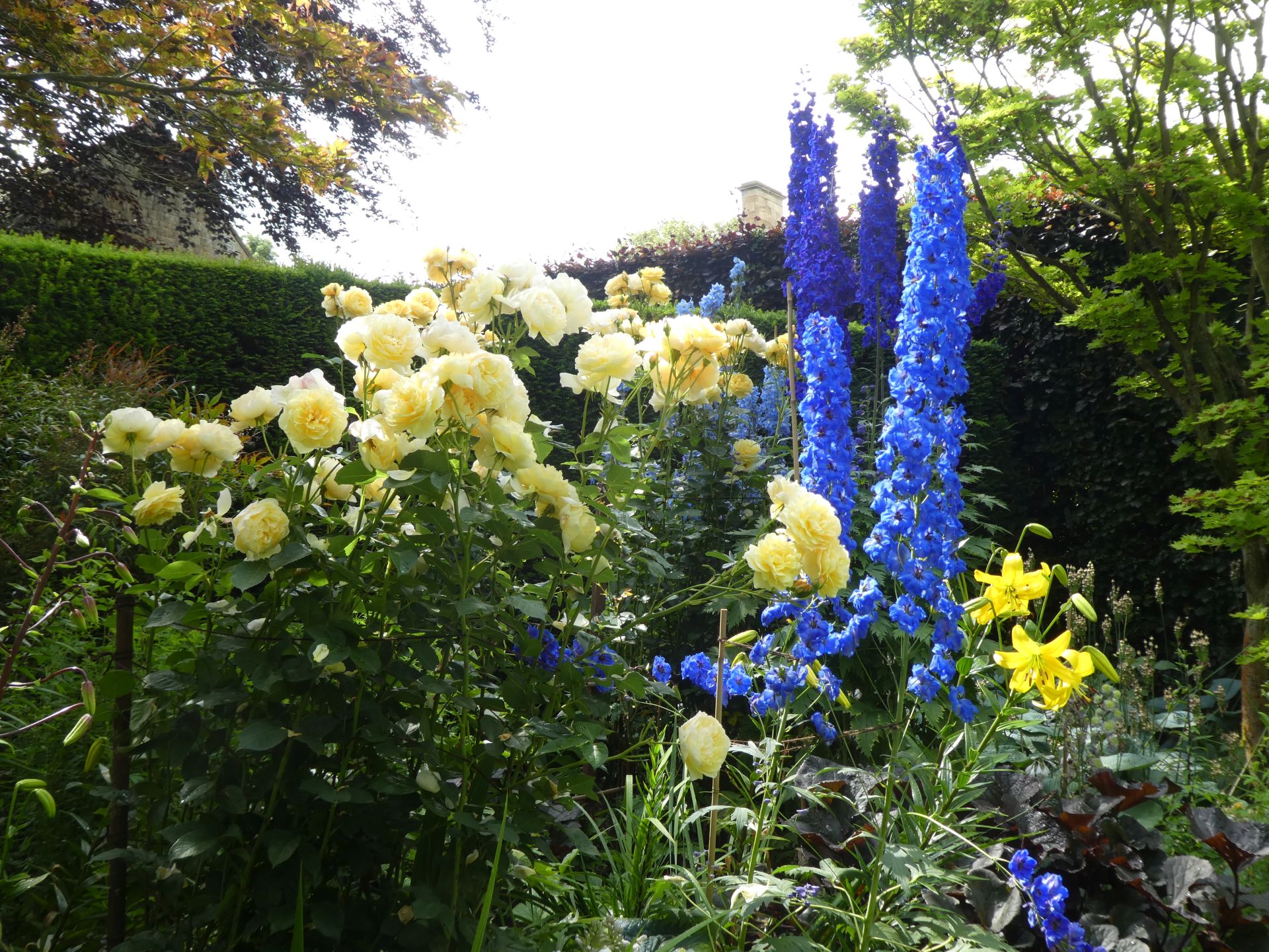 Rose Graham Thomas and delphiniums