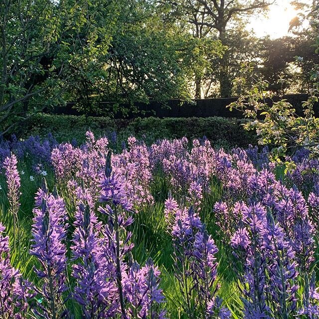 Camassias in the orchard at #Kiftsgate #camassia #gardenlovers #instagardenlovers #gardensofinstagram #englishgarden #gardening #gardeners #gardens #garden #gardensofengland #gardenersofinstagram #instagarden #flowerphotography #gardenphotography #fl