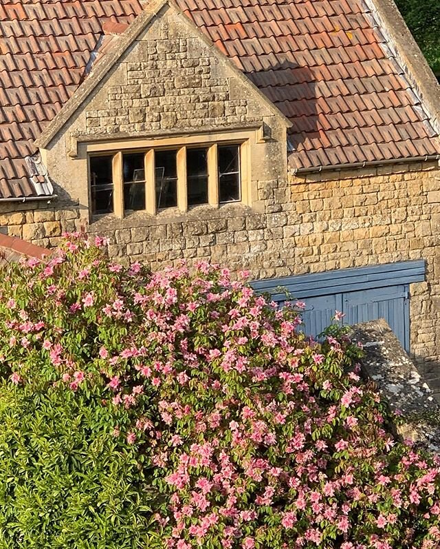 Rosa La Follette growing over the roof of the Kiftsgate toilette 😊. It was named after Senator Robert La Follette from Wisconsin who had the nickname &lsquo;Fighting Bob&rsquo; because of his fierce opposition to political corruption and corporate p