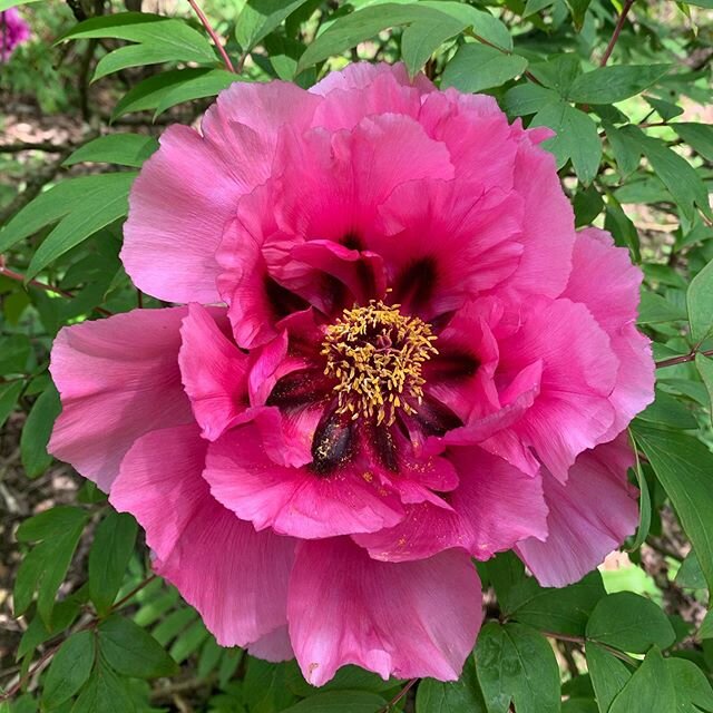 A few more peonies before the rain arrives next week. #Kiftsgate #peony #peonies #gardenlovers #instagardenlovers #gardensofinstagram #englishgarden #gardening #gardeners #gardens #garden #gardensofengland #gardenersofinstagram #instagarden #flowerph