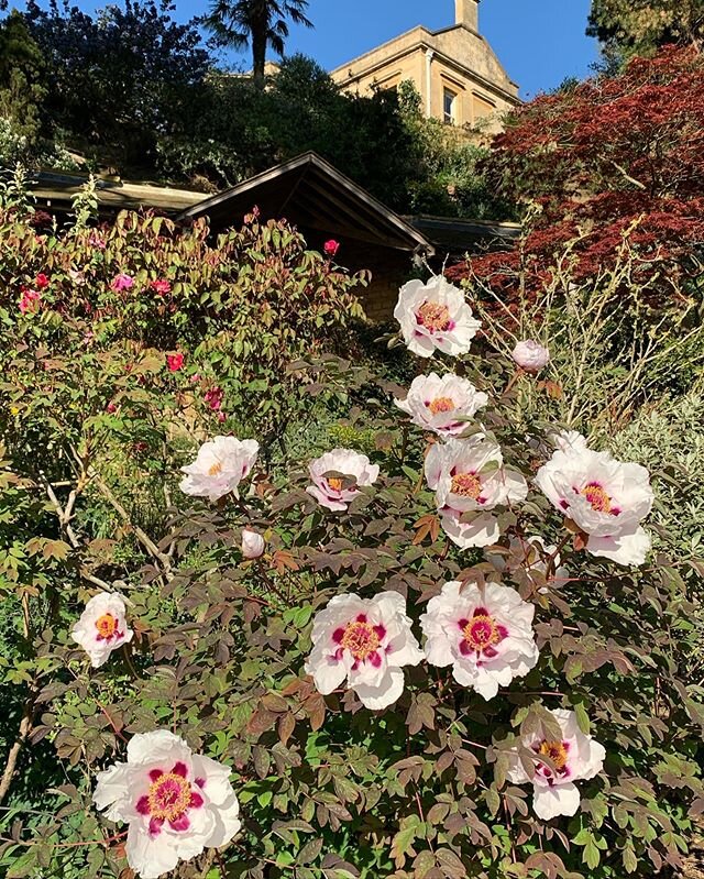 Various peonies at #Kiftsgate today. #peony #peonies #gardenlovers #instagardenlovers #gardensofinstagram #englishgarden #gardening #gardeners #gardens #garden #gardensofengland #gardenersofinstagram #instagarden #flowerphotography #gardenphotography