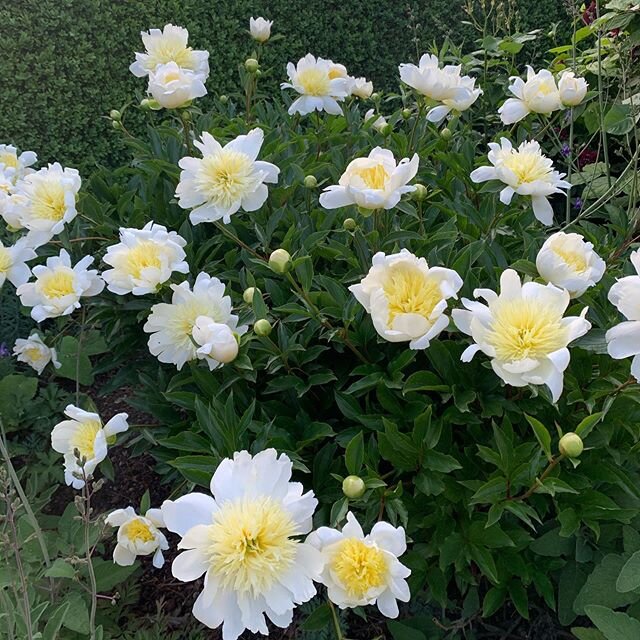 The gardens are opening tomorrow at midday. We hope to see some of you in the coming weeks. A couple of unnamed peonies from my great grandmother&rsquo;s day and Jan van Leeuwen at the end. #Kiftsgate #gardenlovers #instagardenlovers #gardensofinstag