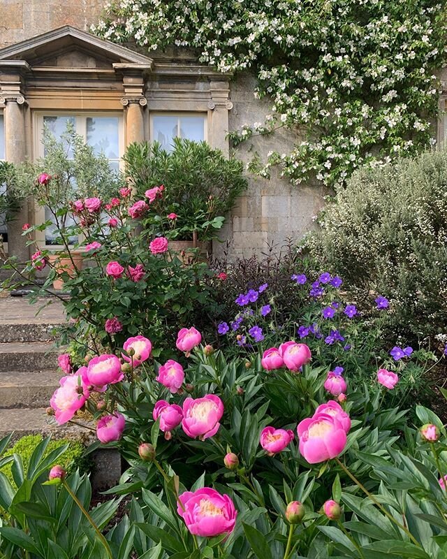 Bowl of beauty in the Four Squares. #Kiftsgate #gardenlovers #instagardenlovers #gardensofinstagram #englishgarden #gardening #gardeners #gardens #garden #gardensofengland #gardenersofinstagram #instagarden #flowerphotography #gardenphotography #flow