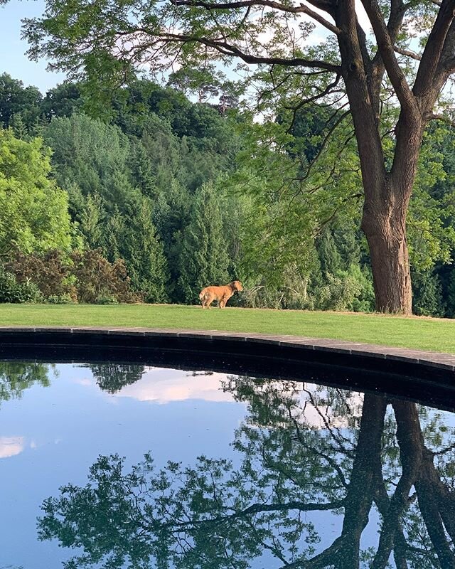 Boris spotted something below the haha on Sunday #Kiftsgate #gardenlovers #instagardenlovers #gardensofinstagram #englishgarden #gardening #gardeners #gardens #garden #gardensofengland #gardenersofinstagram #instagarden #flowerphotography #gardenphot