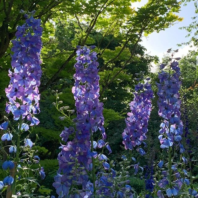 Garden much appreciated the rain last week and the borders and really filling out. #Kiftsgate #gardenlovers #instagardenlovers #gardensofinstagram #englishgarden #gardening #gardeners #gardens #garden #gardensofengland #gardenersofinstagram #instagar