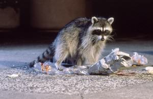 Raccoon as urban trickster. Photo by Michael Durham.