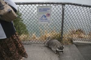 Apparently they don’t read the signs. Photo by Bob Sallinger.
