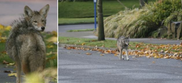 Souvlaki Coyote on the prowl in downtown Portland, Oregon (USA)