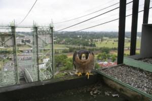 Peregrine nesting on Portland Bridge. Photo by Bob Sallinger.
