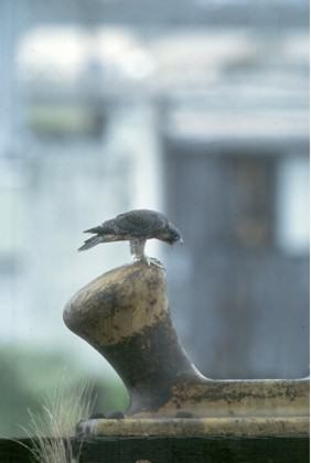 Fledgling Peregrine exploring Portland’s industrial landscape on foot. Photo by William Hall.