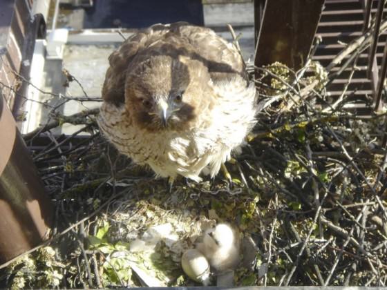 Raptor Cam Red-tail on nest. Photo by Dieter Waiblinger.