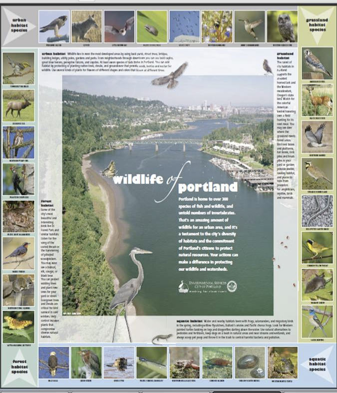 Wildlife of Portland Poster produced by Portland Bureau of Environmental Services to raise awareness of urban biodiversity.