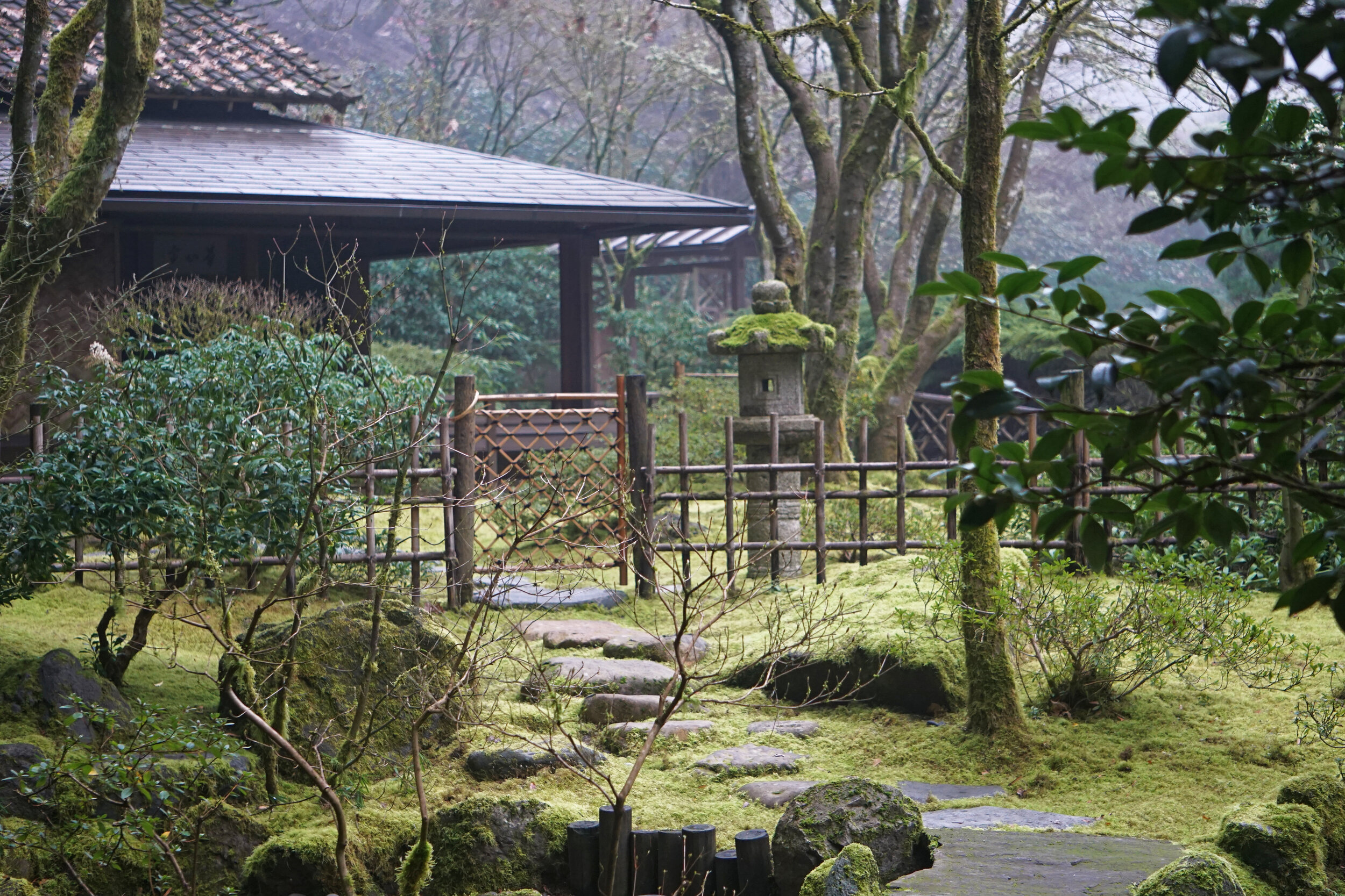 1 - Foggy February Morning by Tyler Quinn - 2018-02-08 - Tea Garden in the Fog.jpg