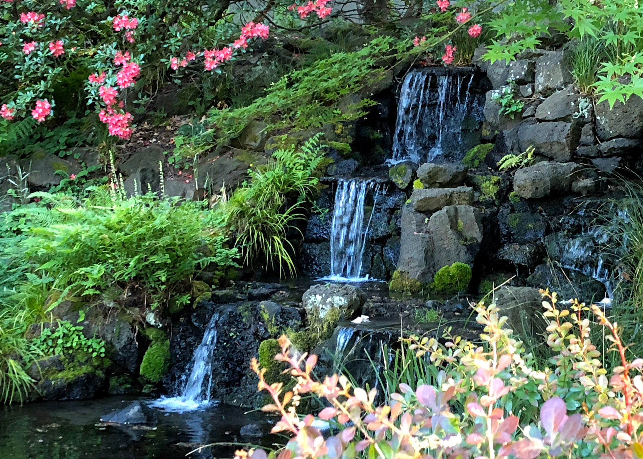 Crystal Springs Rhododendron Gardens