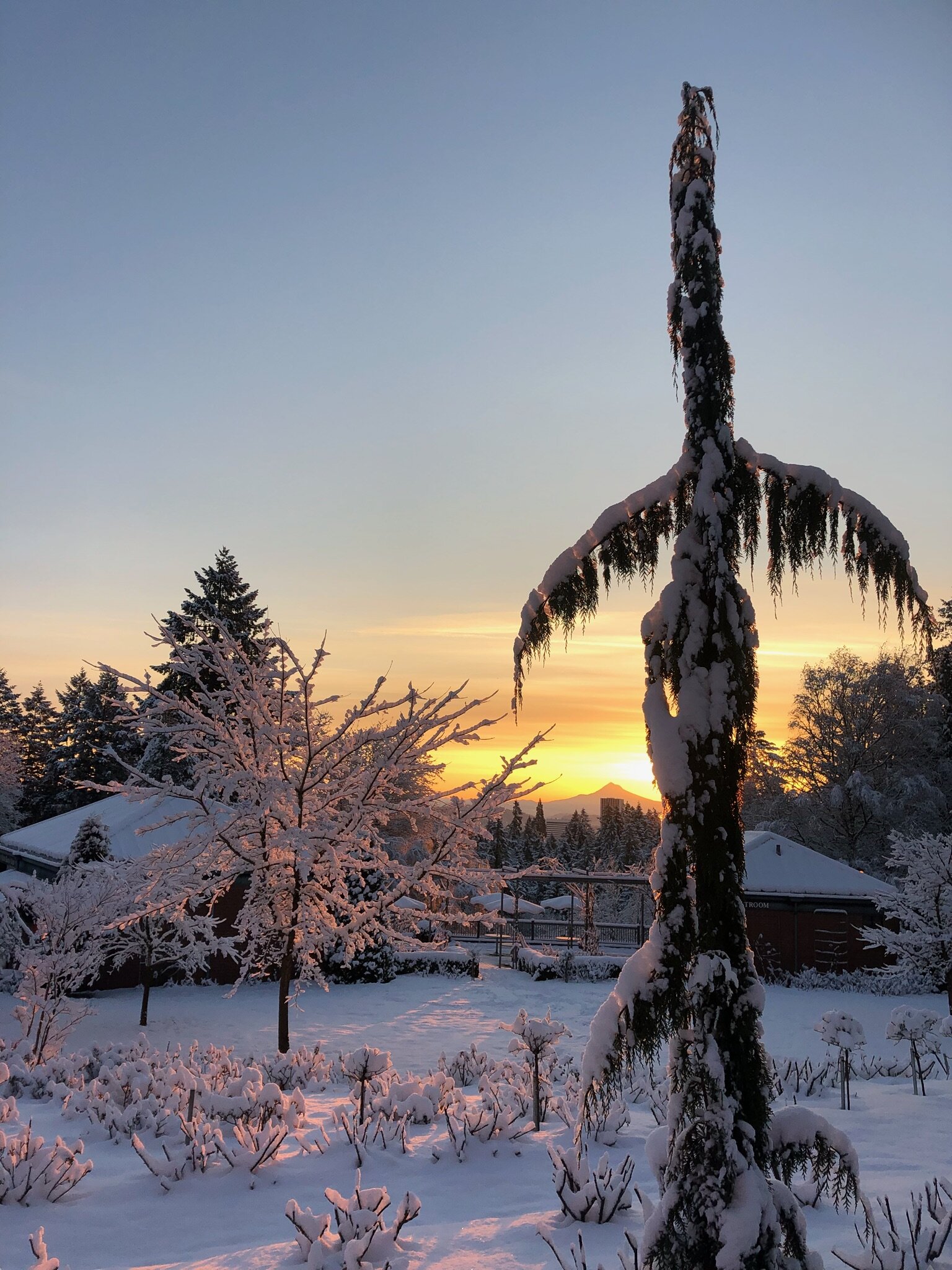 Int_l Rose Test Garden in snow Feb 21 2018.JPG