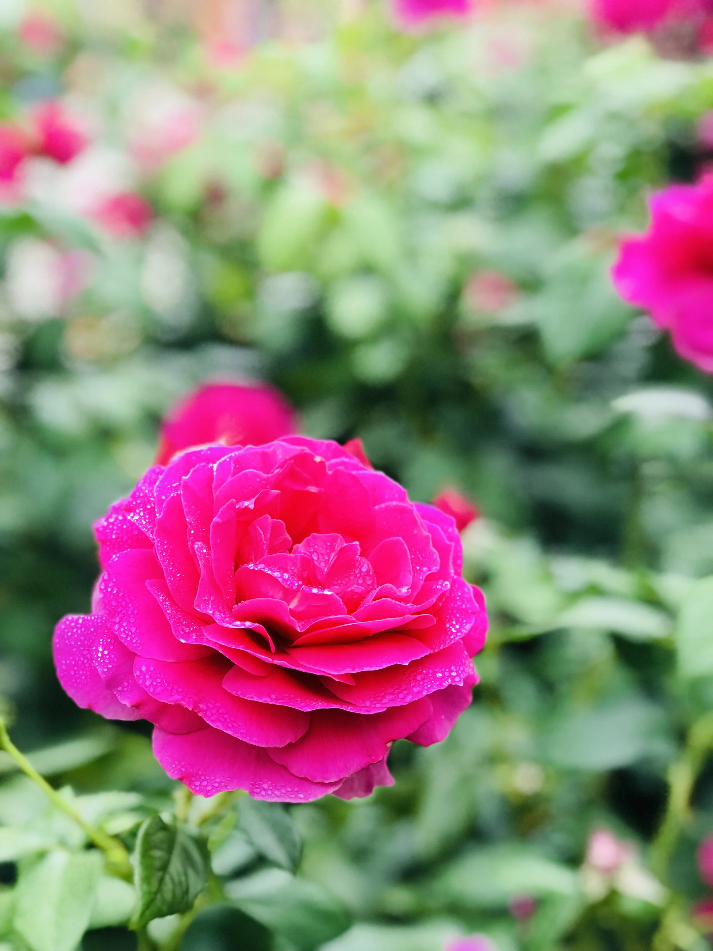 International Rose Test Garden — Portland Parks Foundation