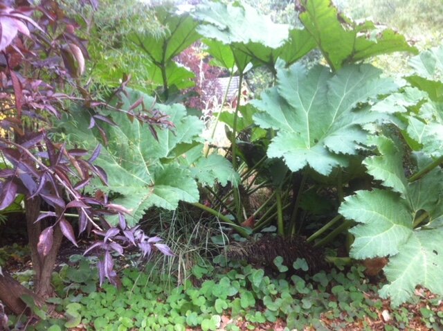 Gunnera poind.JPG