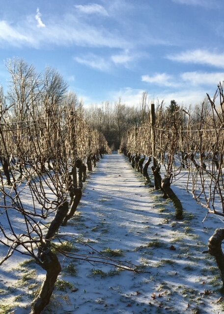 Syrah Vineyard winter.jpg