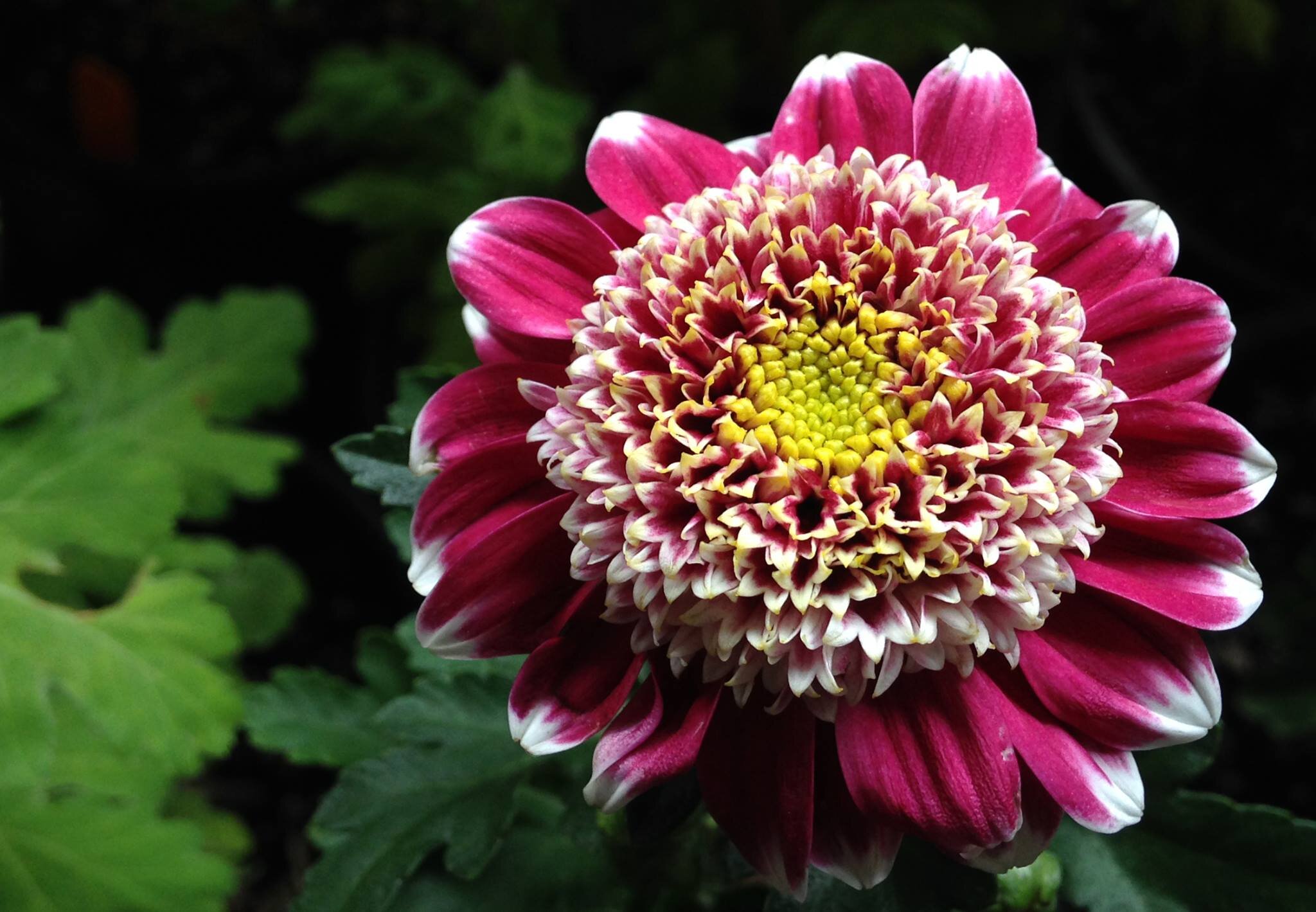 4 - Chrysanthemum.jpg