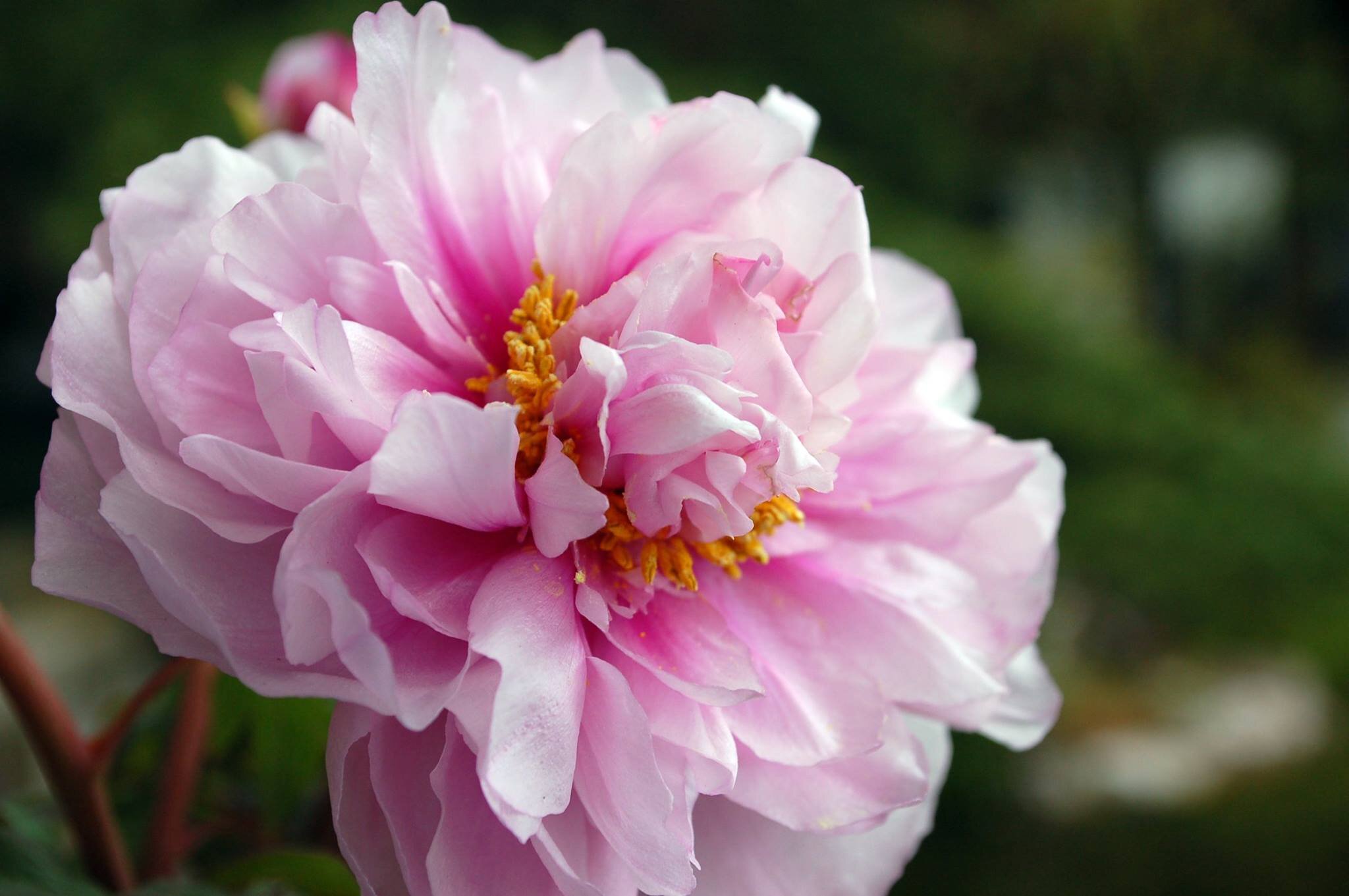 Peonie for card.jpg