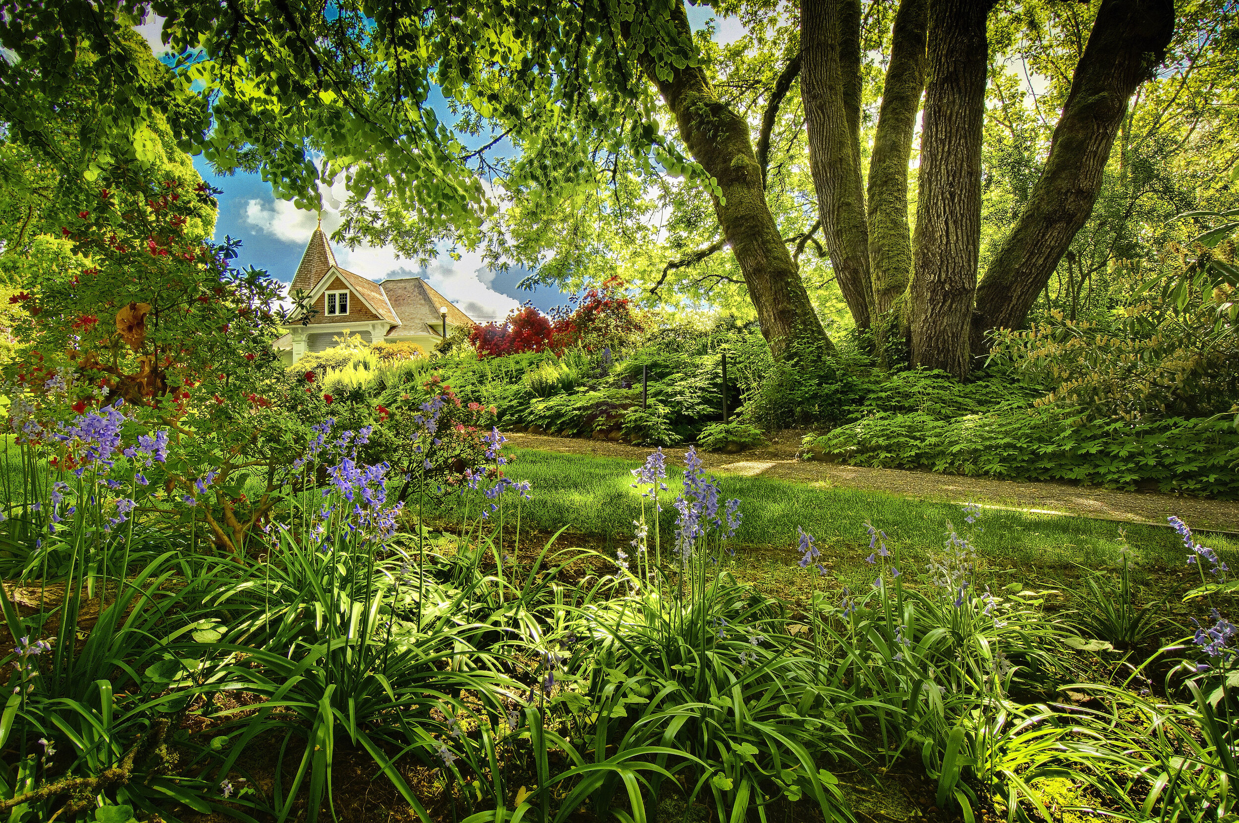 Cooper, R. - Deepwood HDR bluebells carriage house.jpg