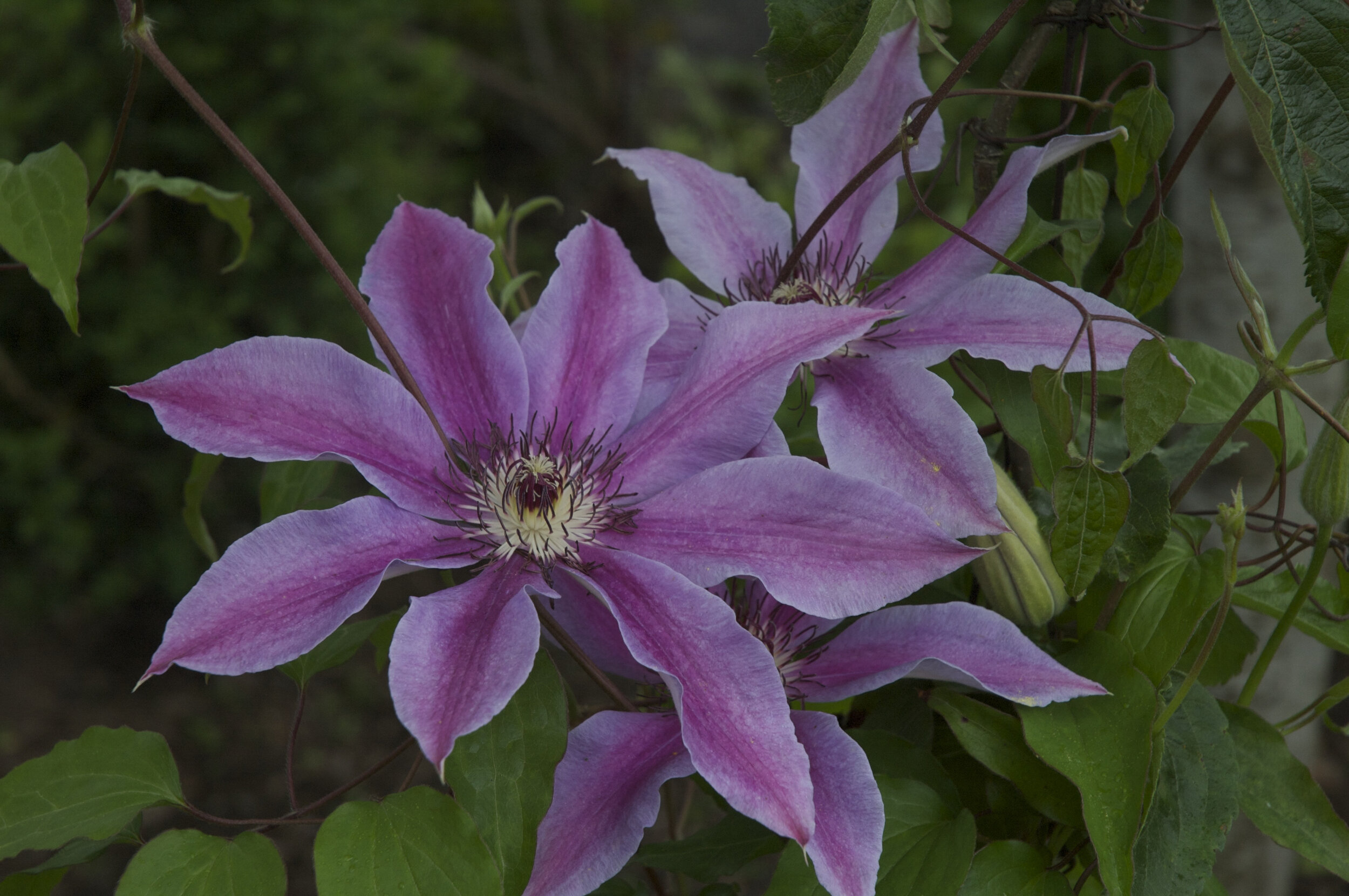 Friends of the Rogerson Clematis Collection