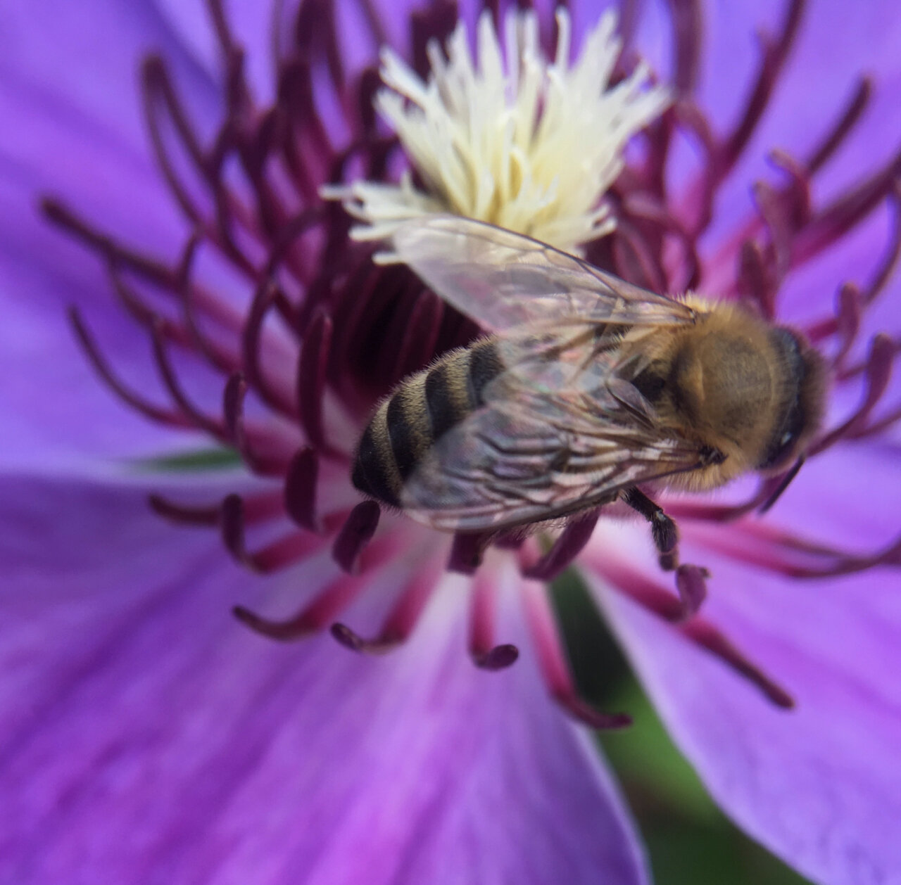 2 - Blue Ravine with macro bee.jpg