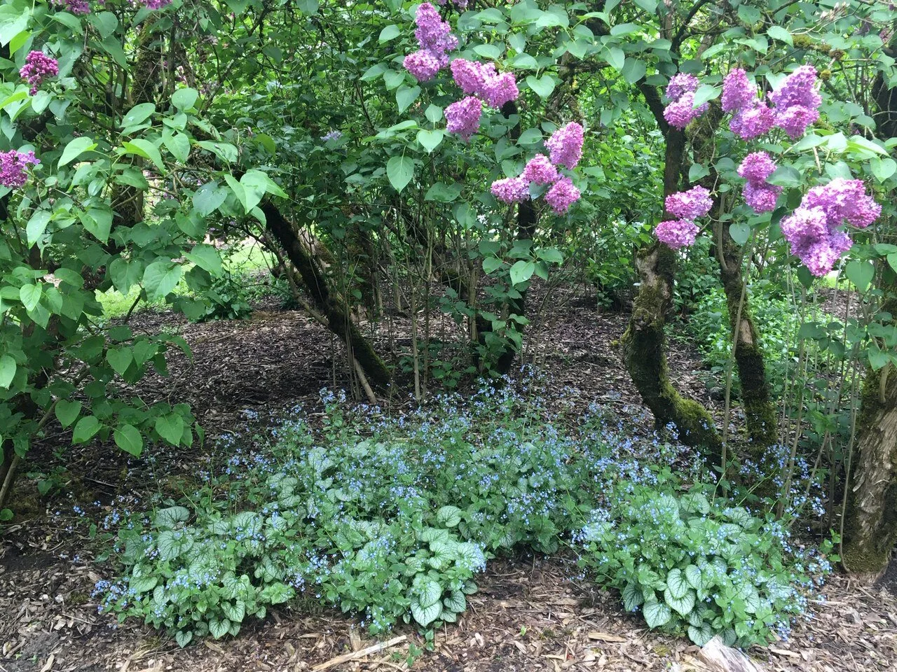 The Lilac Garden at Duniway Park — Portland Parks Foundation