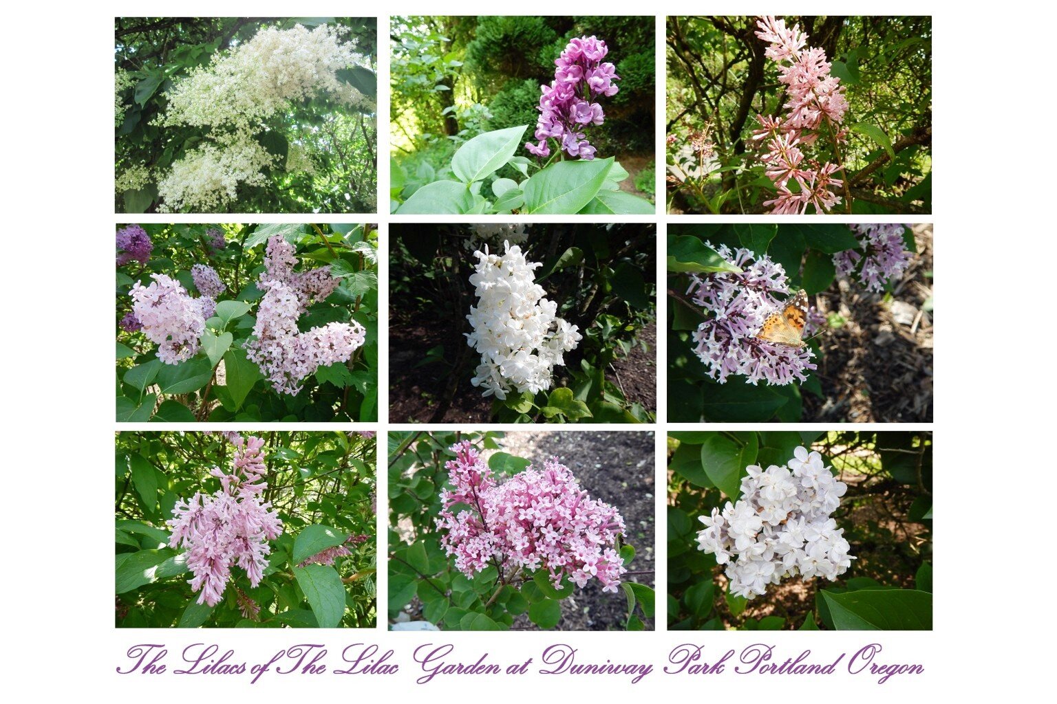 The Lilac Garden at Duniway Park collage.jpg