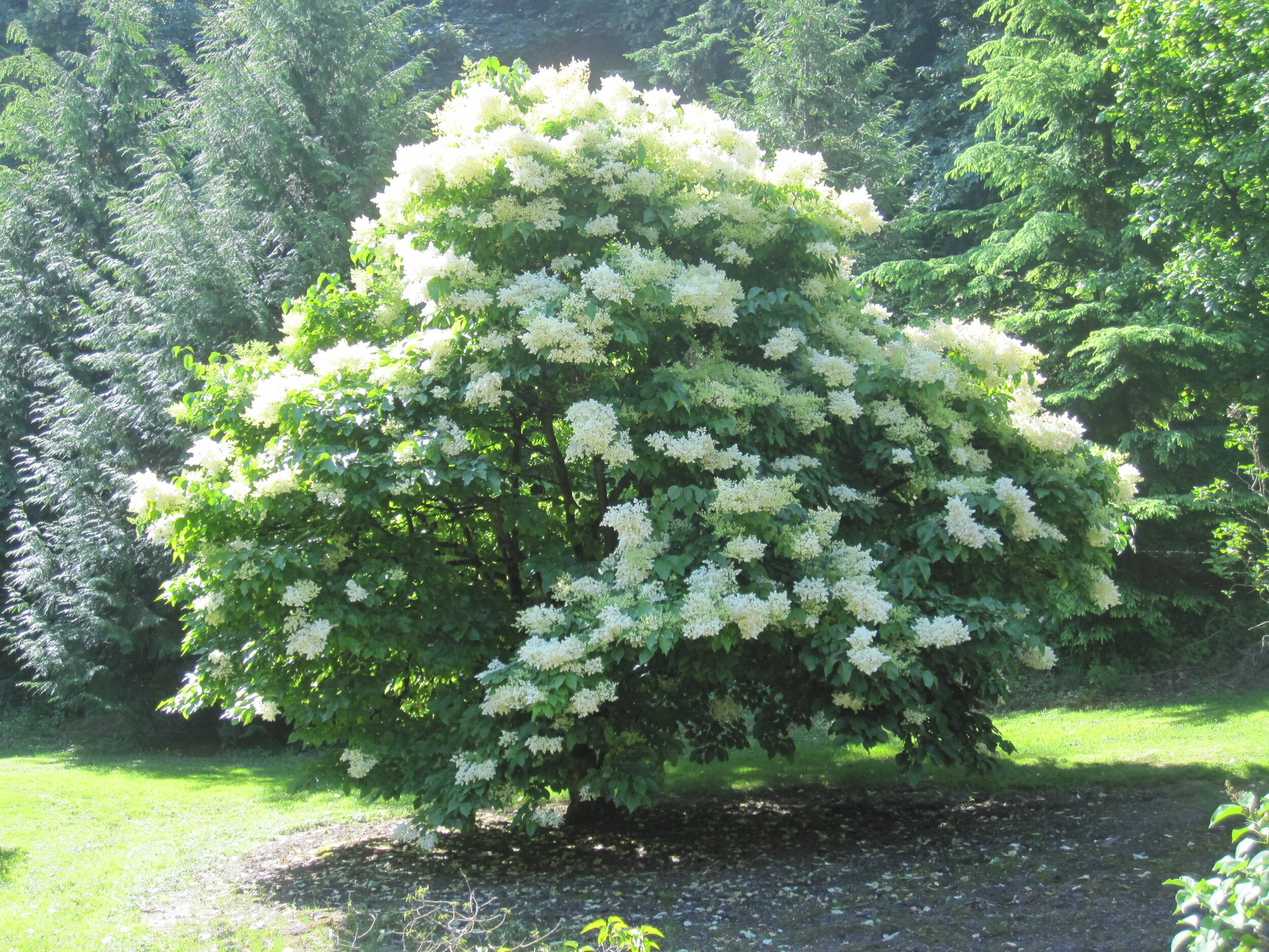 The Lilac Garden at Duniway Park — Portland Parks Foundation