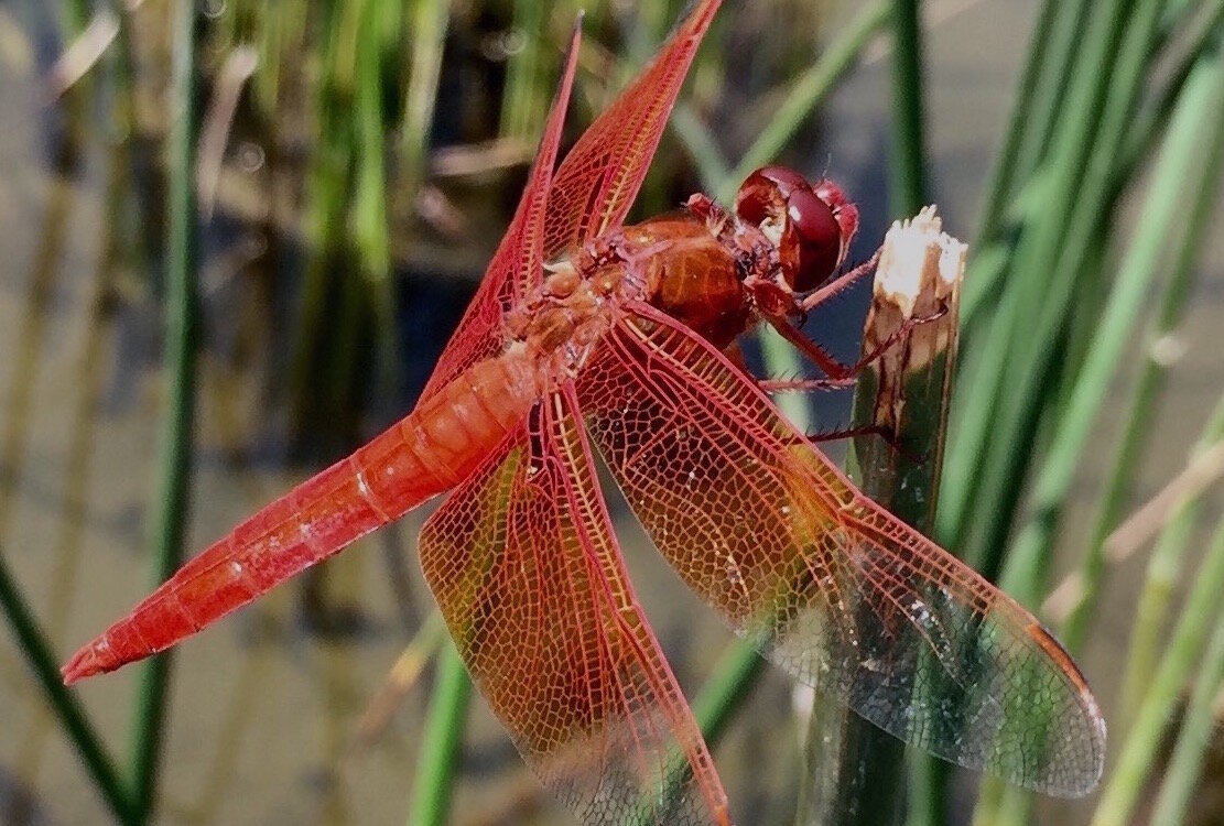 3 Tanner Springs Park Flame Skimmer Photo ┬⌐2018 Judy Conley.jpg