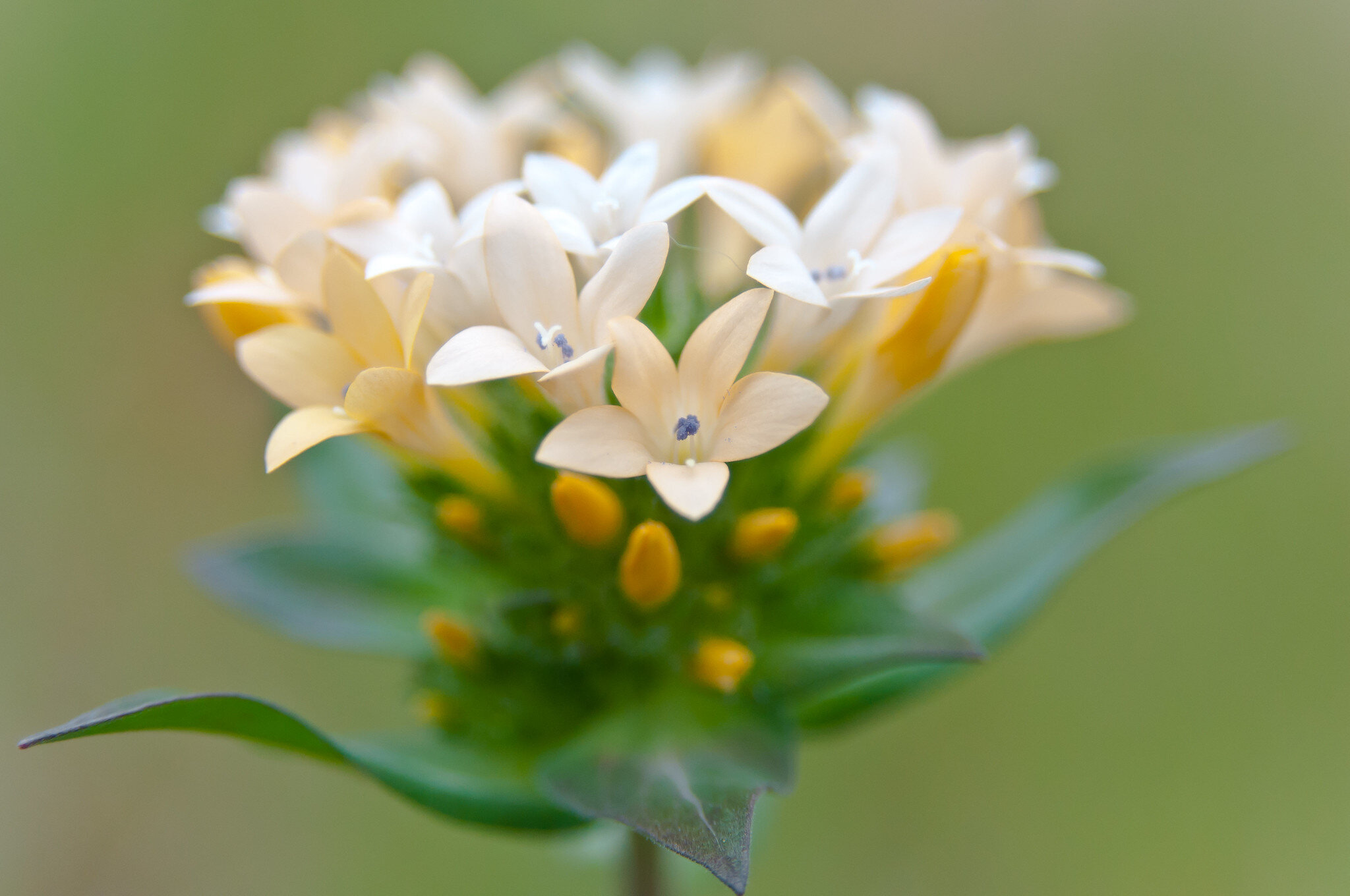 12 Tanner Springs collomia Orlin Orbmiser.jpg