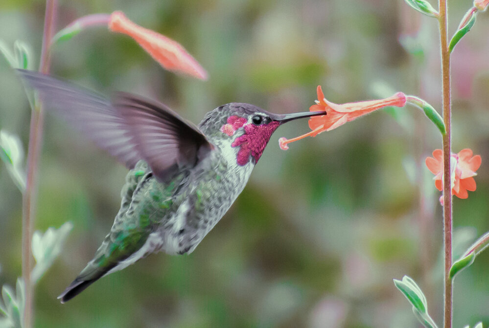 13 Hummingbird Tom Becker.jpg