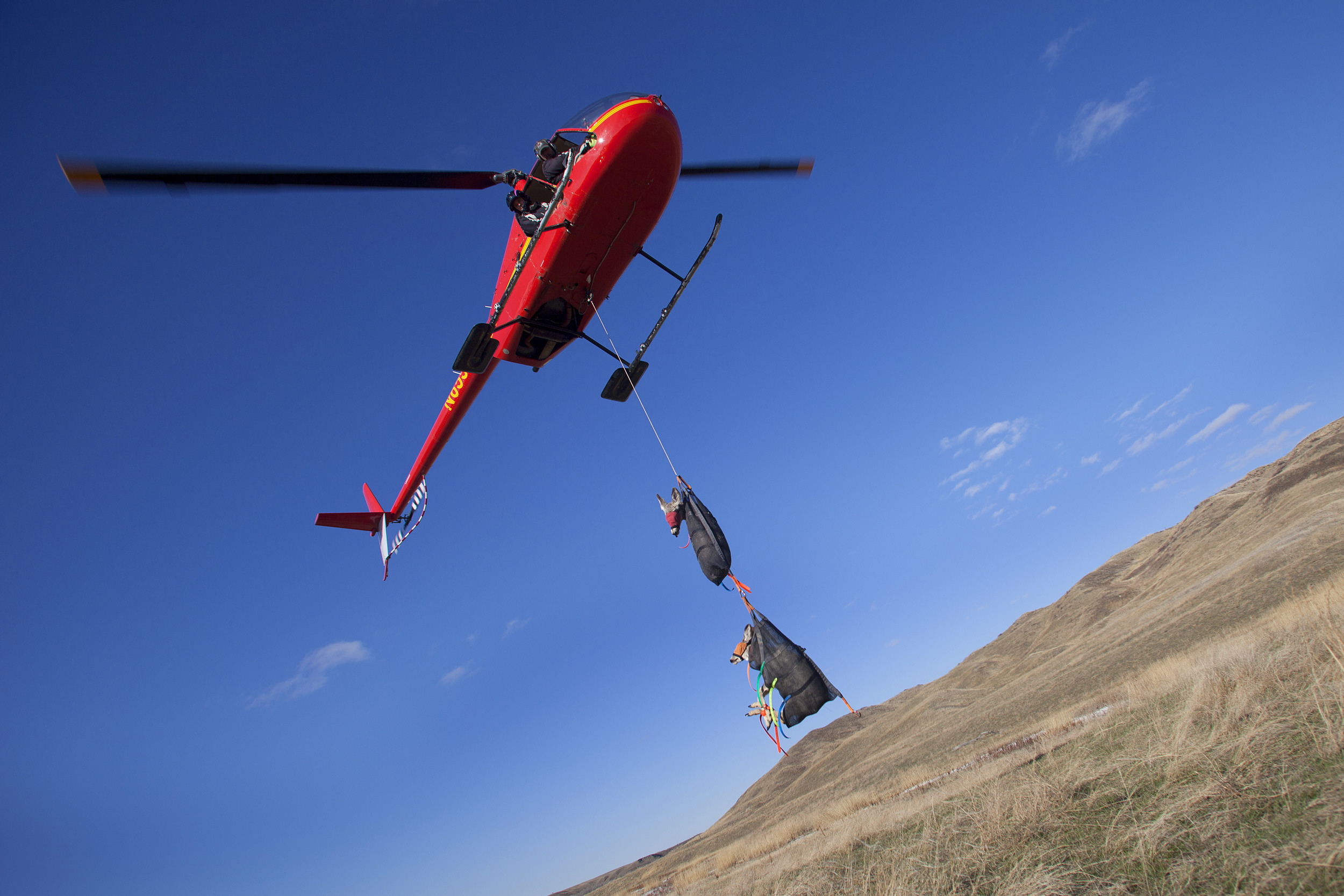 A helicopter piloted by Blake Malo, of Kiwi Air, hovers over the ground and slowly lowers two sedated mule deer to be inspected.