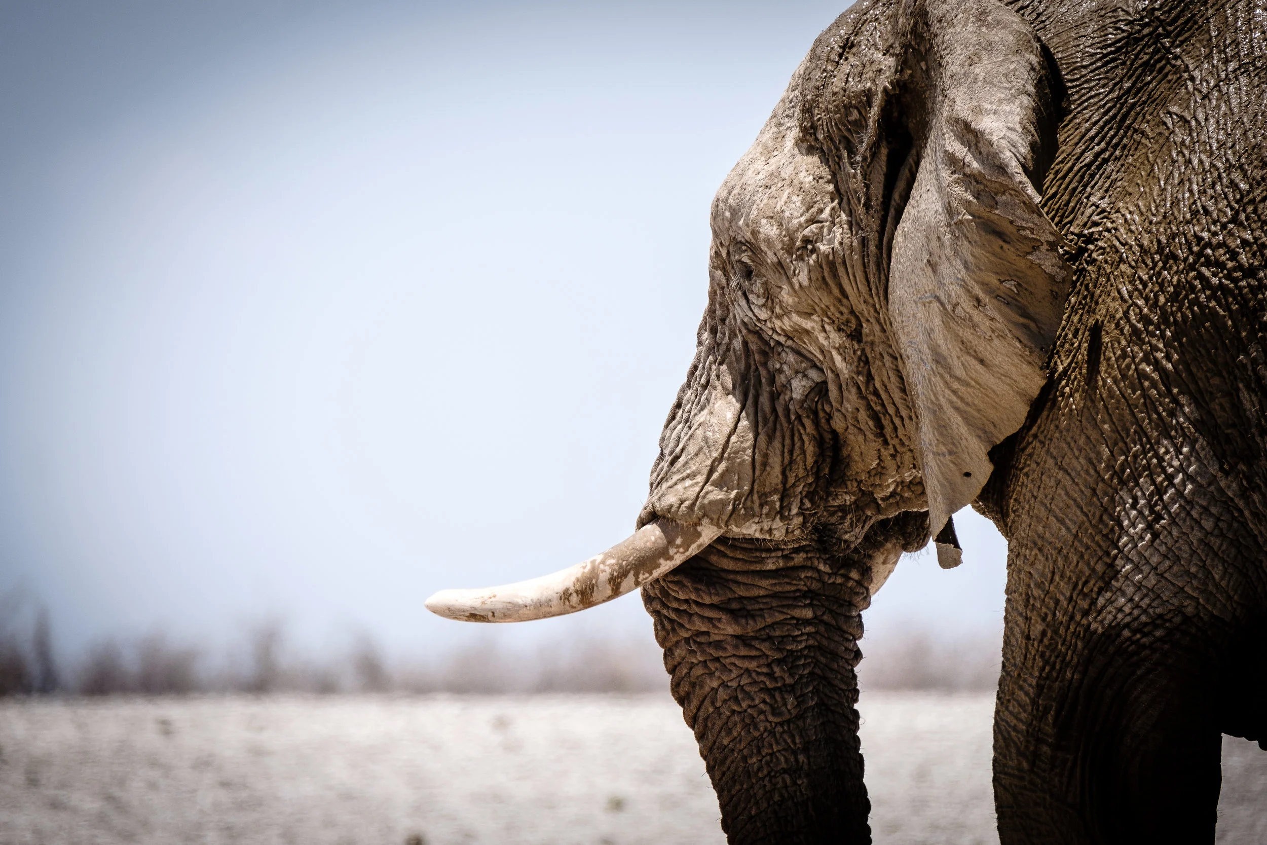 African Elephant