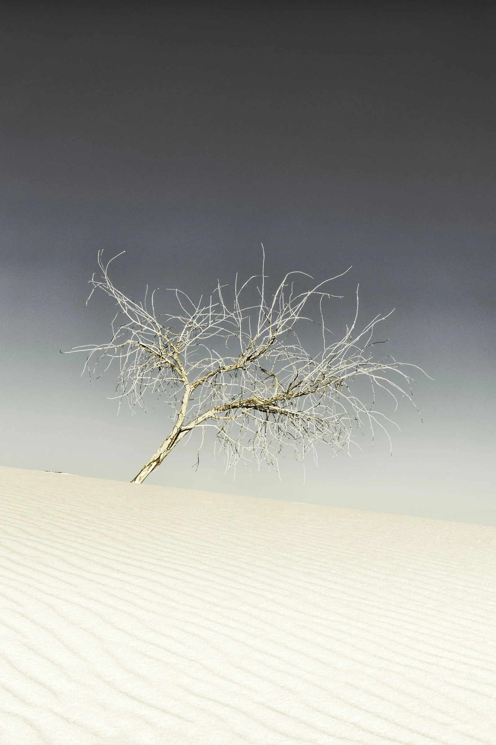 LoneRanger-Web.jpg