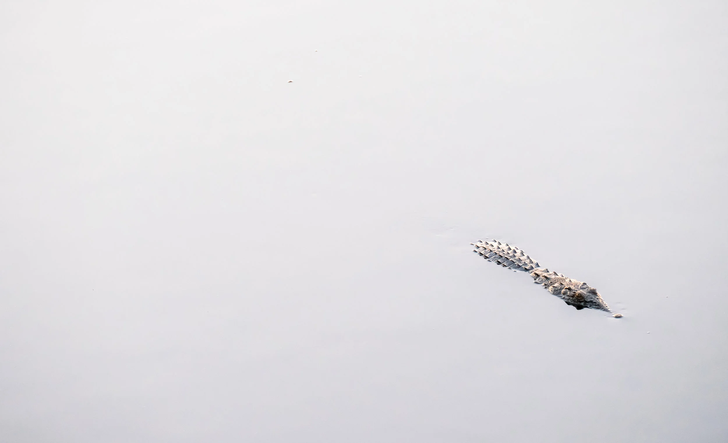 SA-CrocodileFeather.jpg