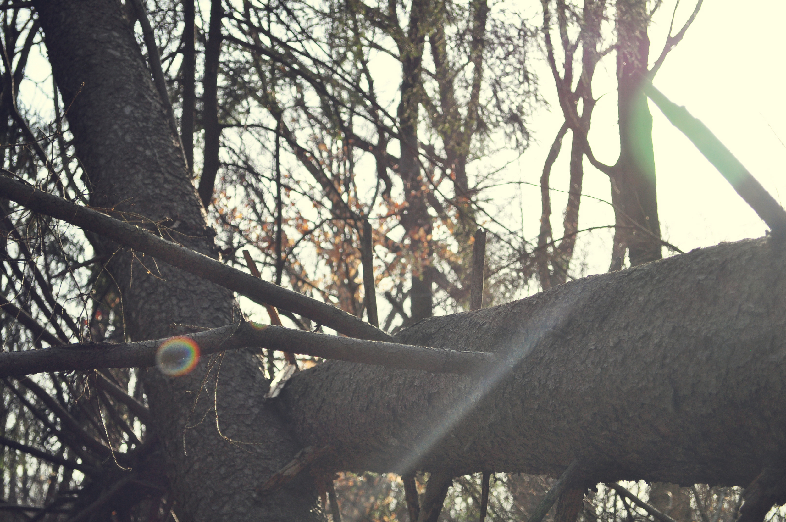 tree 1.jpg