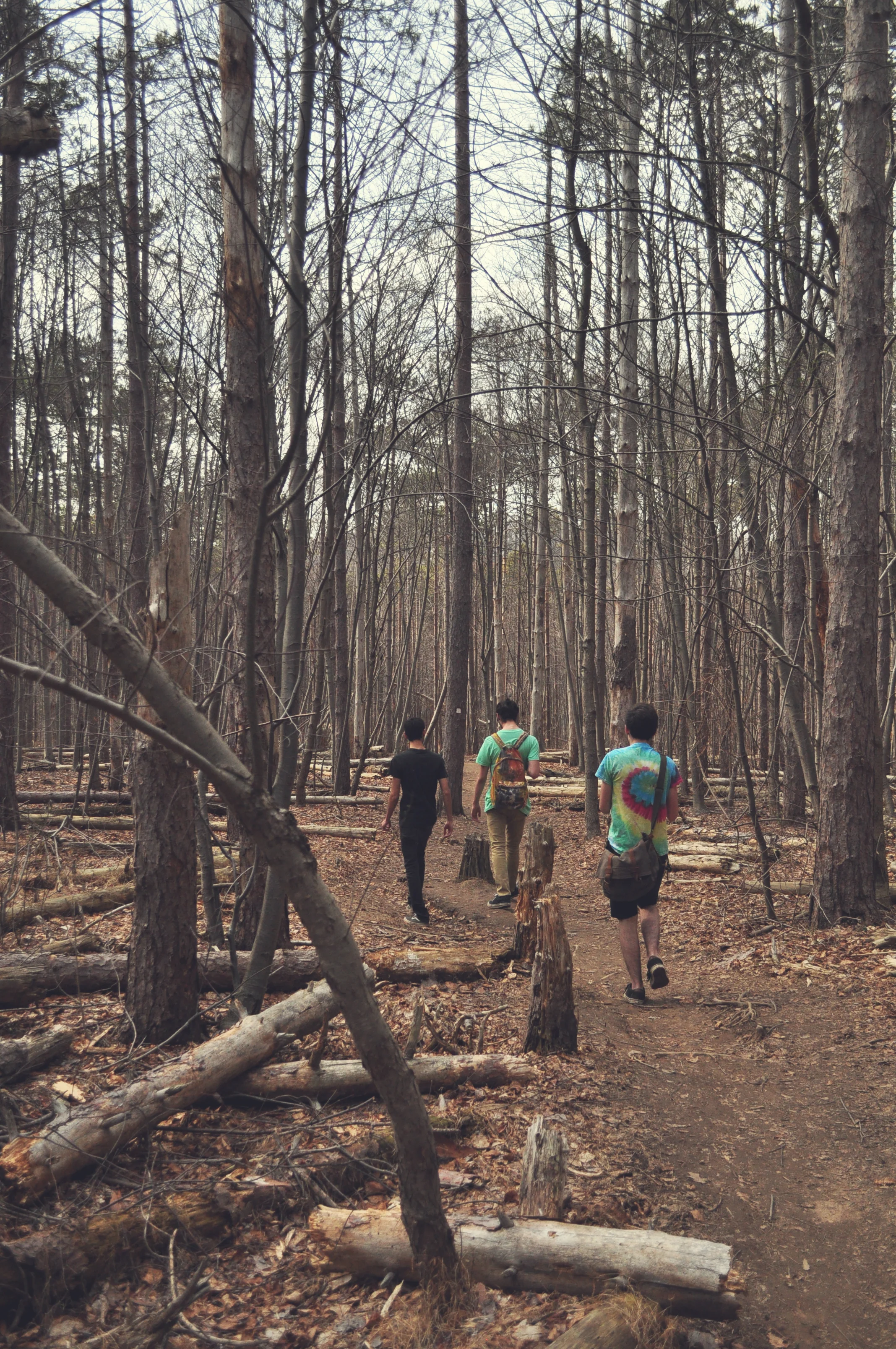 walking in the woods.jpg