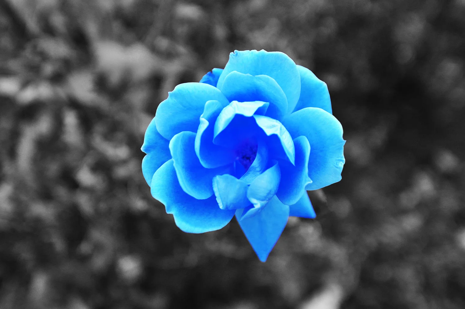 roseblue.jpg