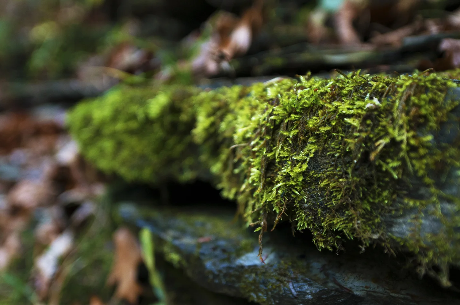 Moss.jpg