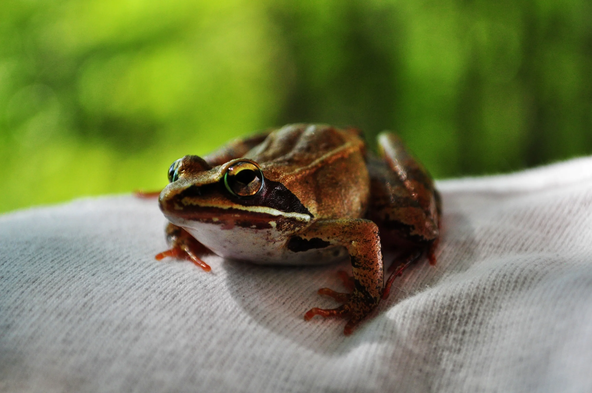 frogfriend3.jpg