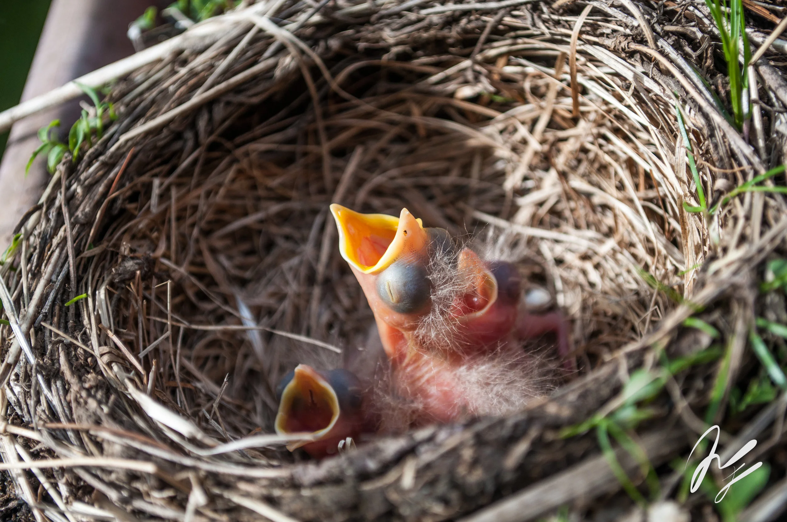 baby birds-1.jpg