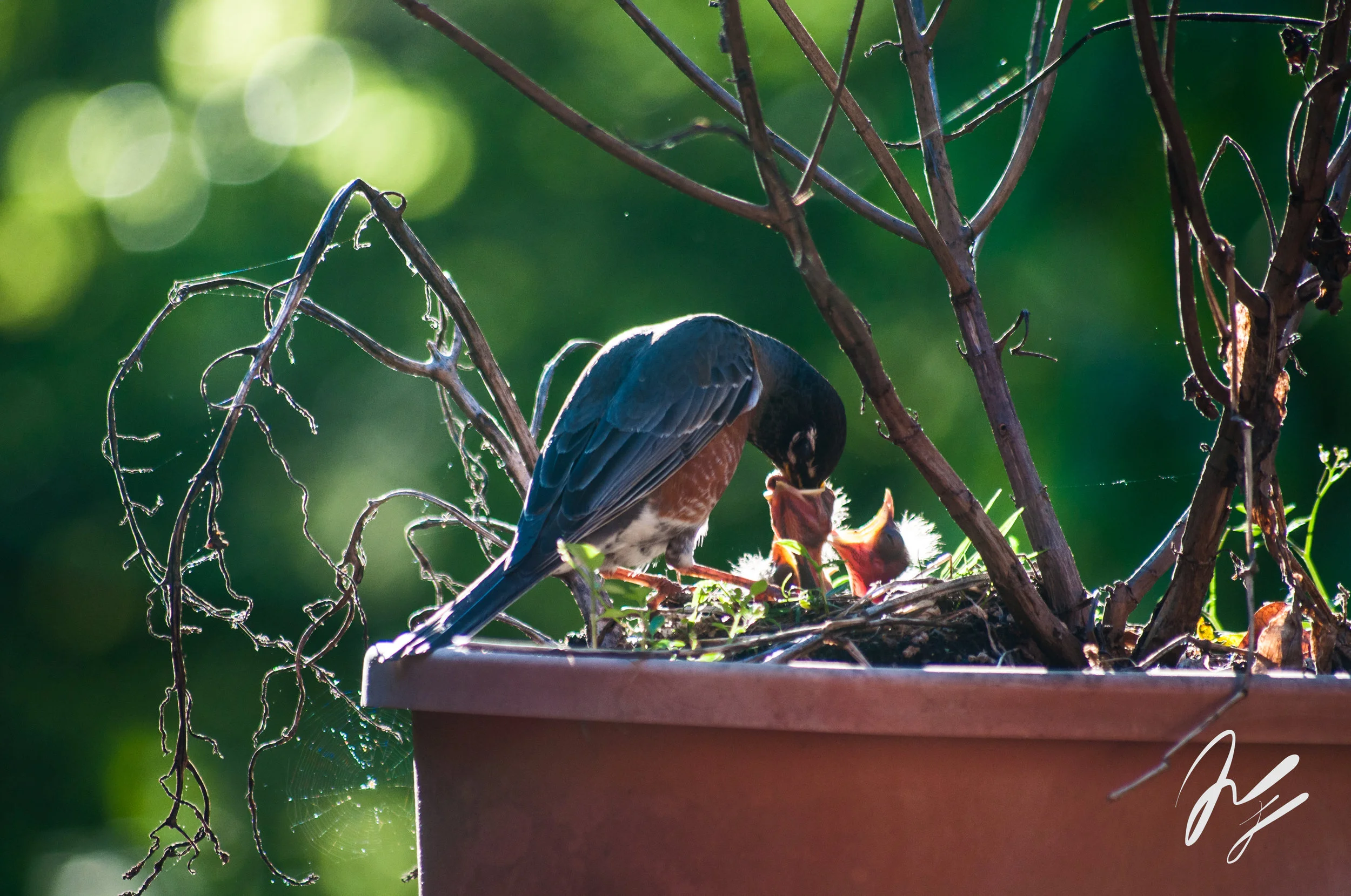 baby birds-1-2.jpg