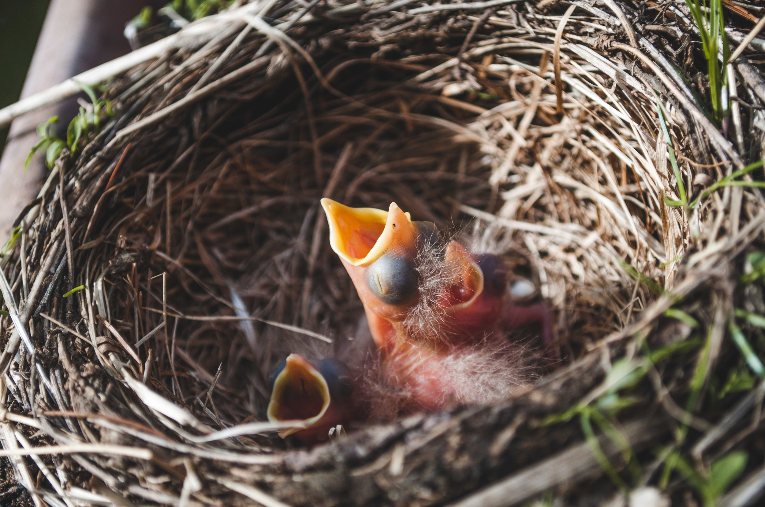 baby birds.jpg